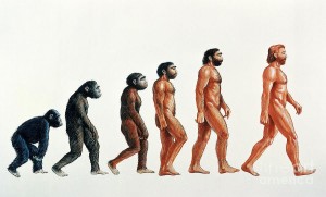 human evolution line